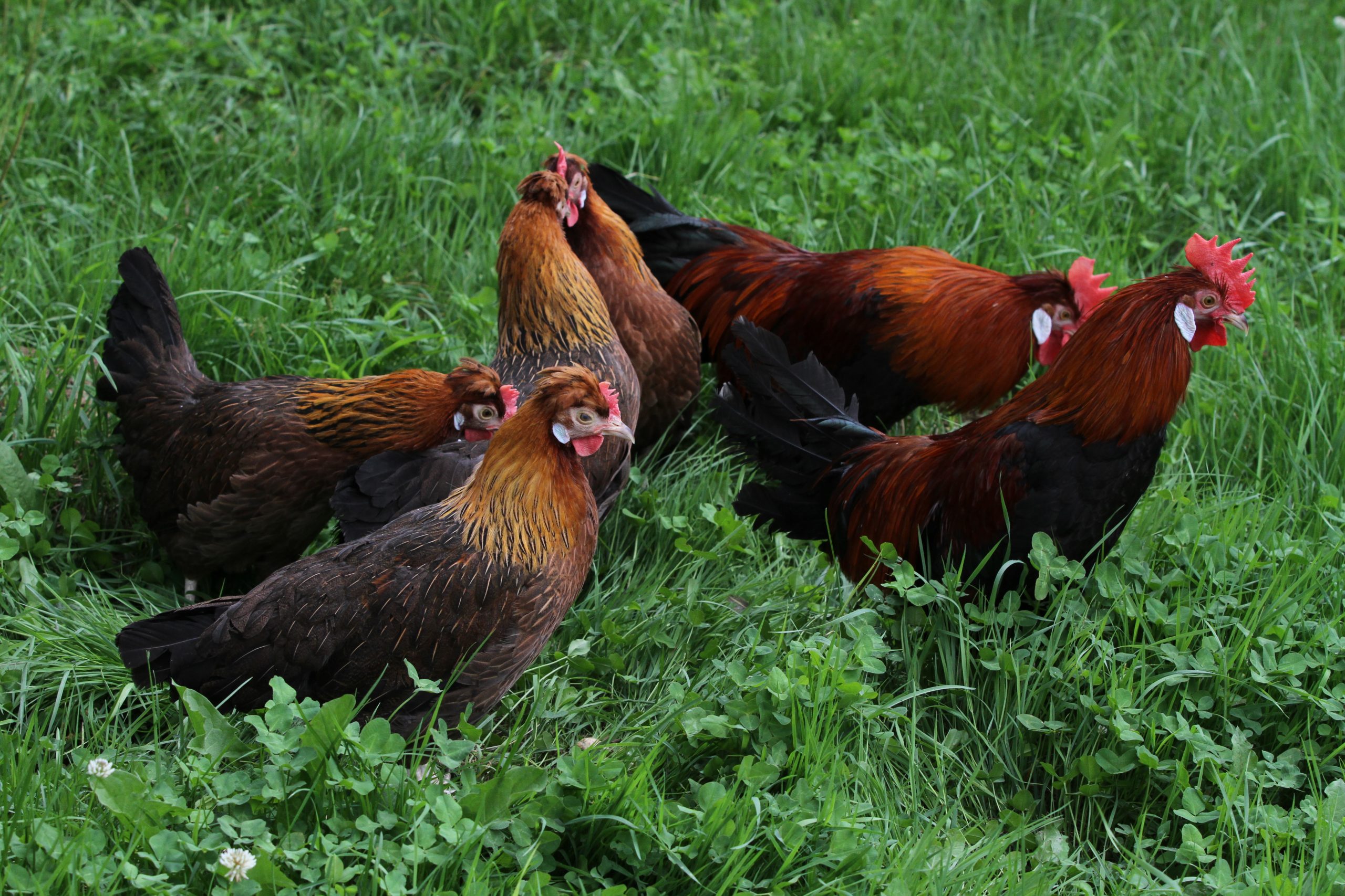 Štajerska kokoš - Register pasem