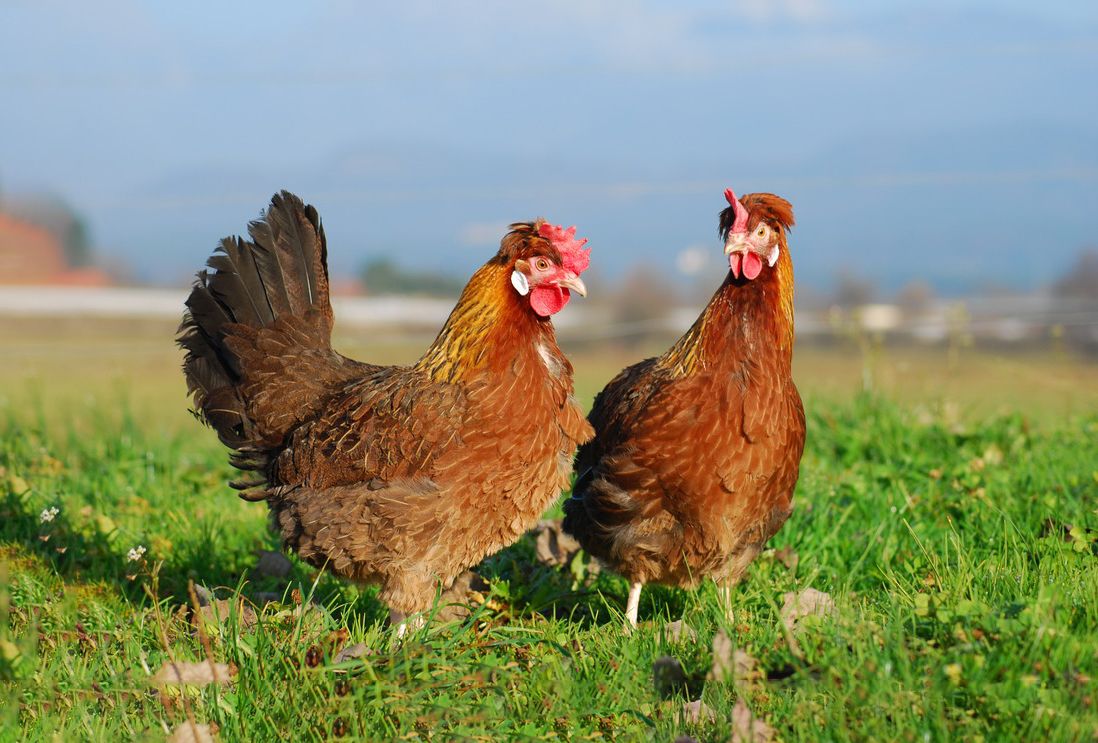 Štajerska kokoš | Genska banka