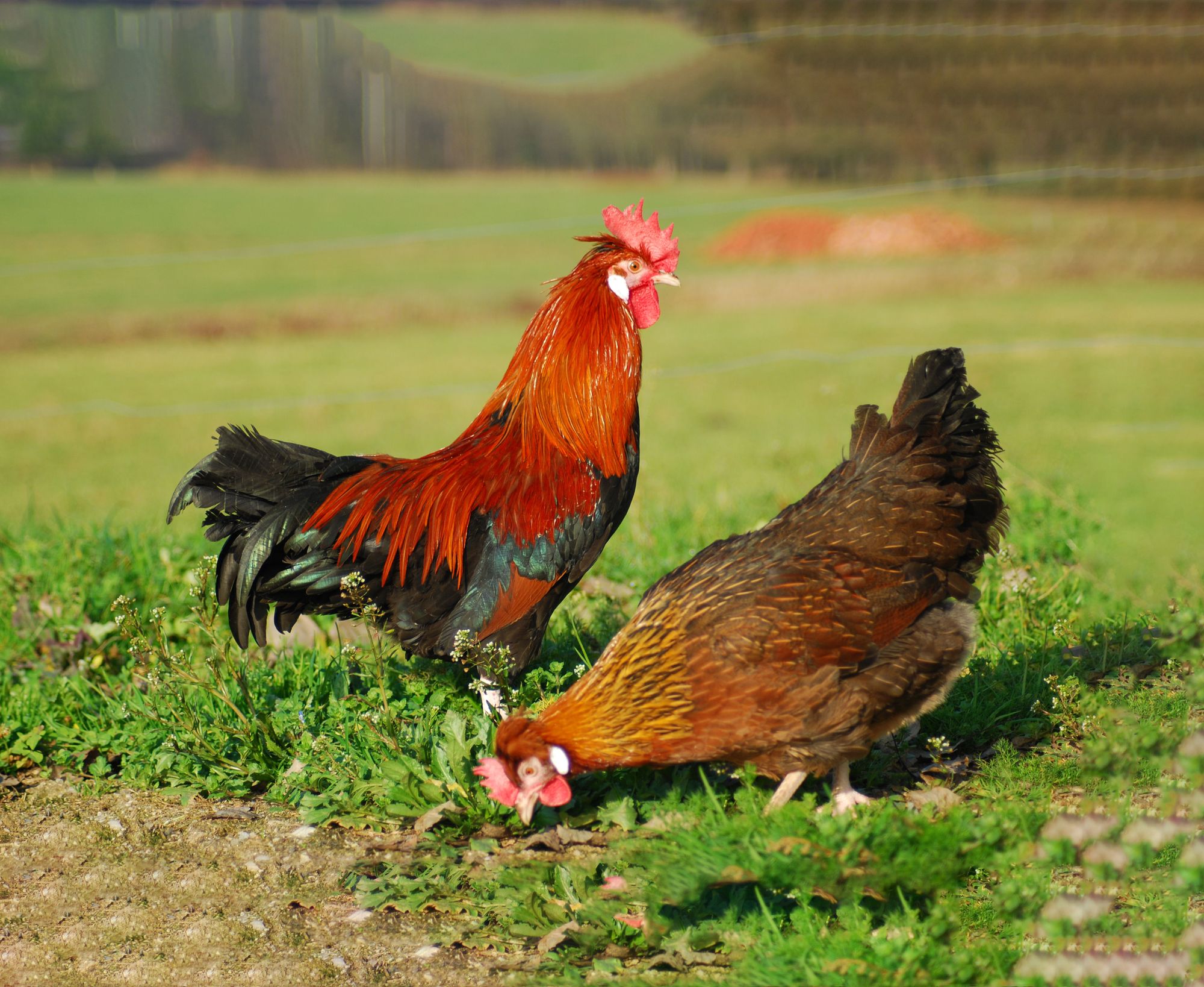 Štajerska kokoš | Genska banka
