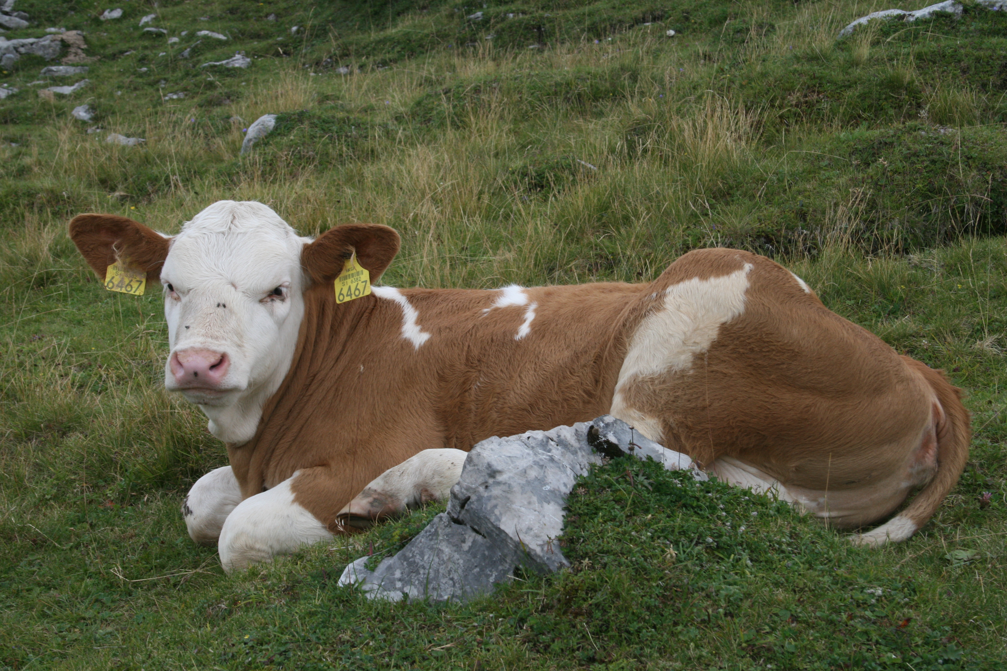 Simmental Cattle | Genska banka