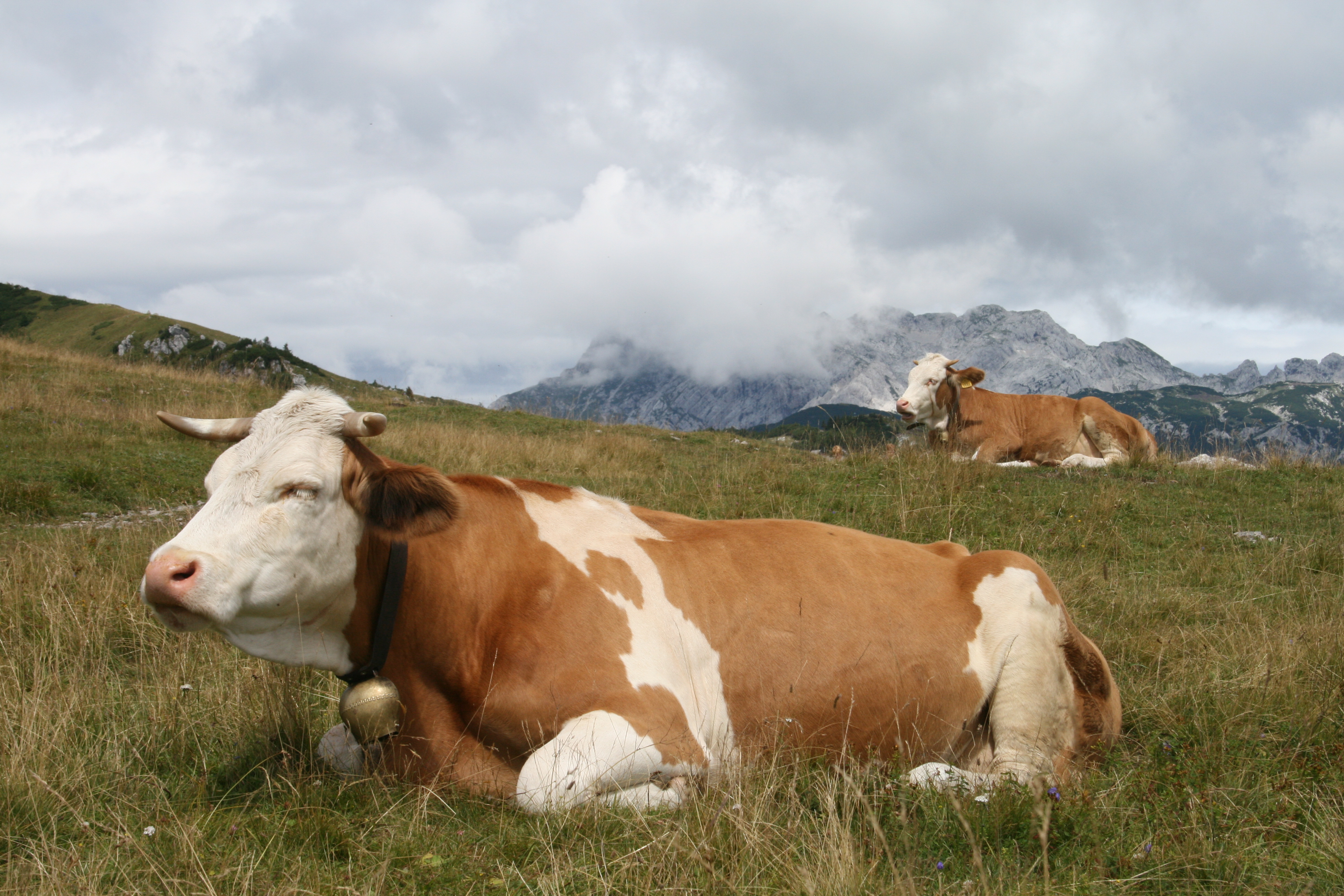 Simmental Cattle | Genska banka