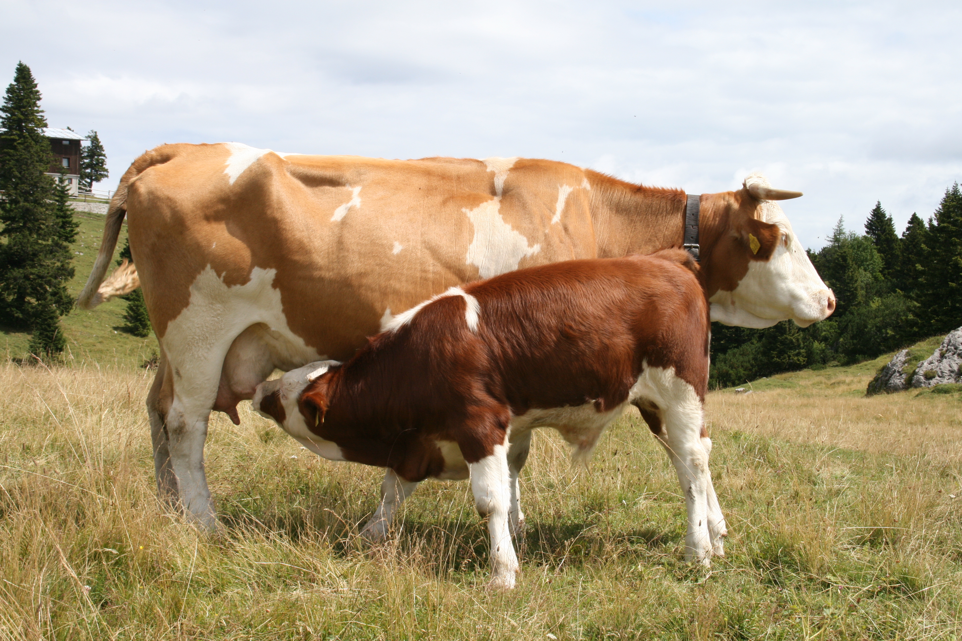 Simmental Cattle | Genska banka