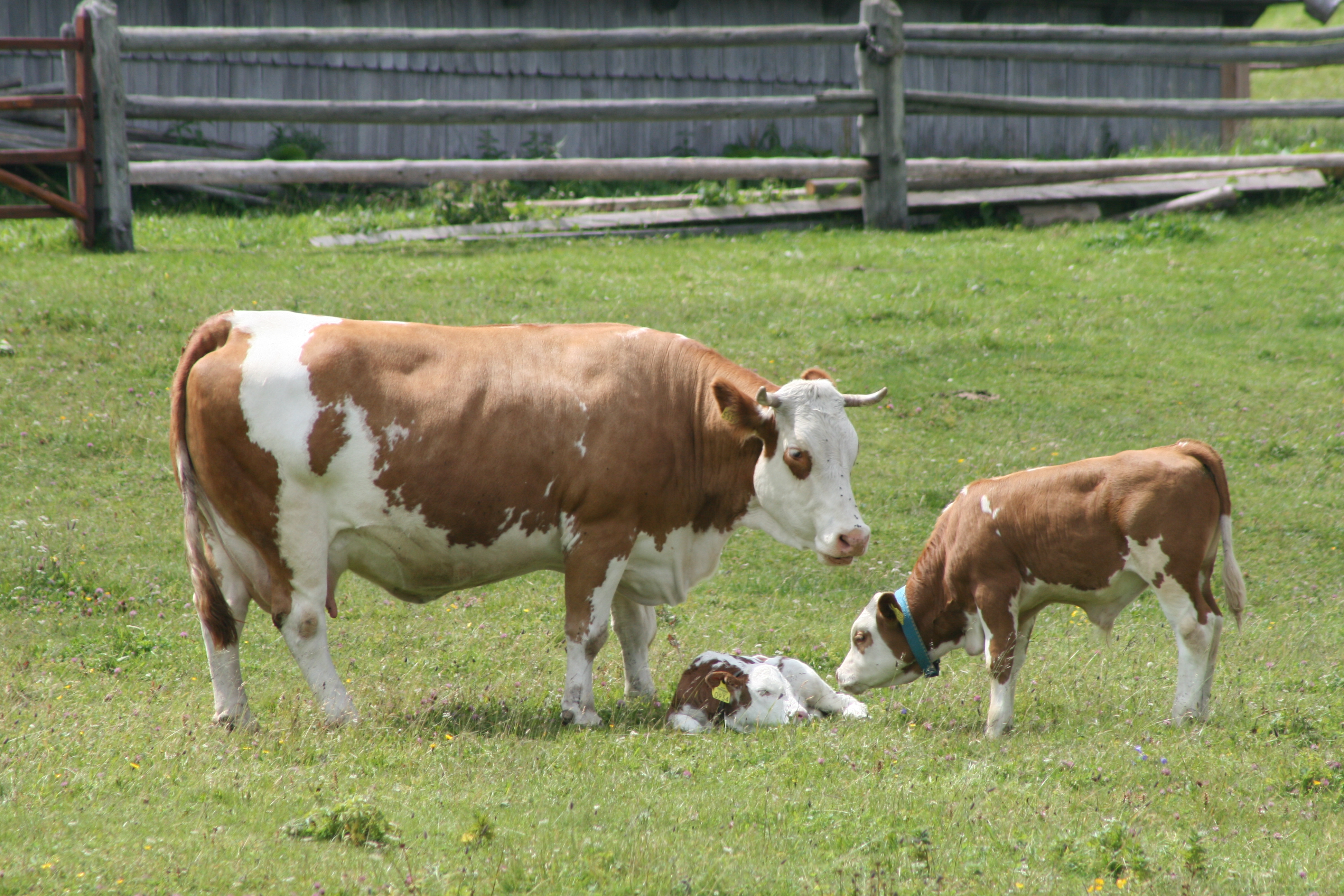 Simmental Cattle | Genska banka