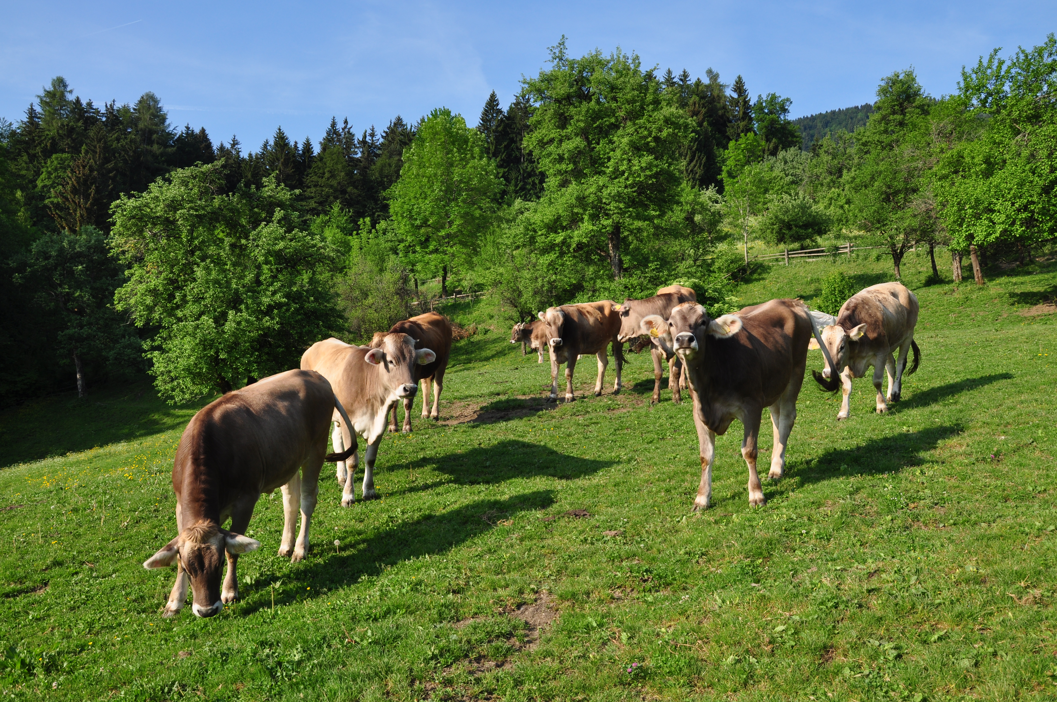Simmental Cattle | Genska banka
